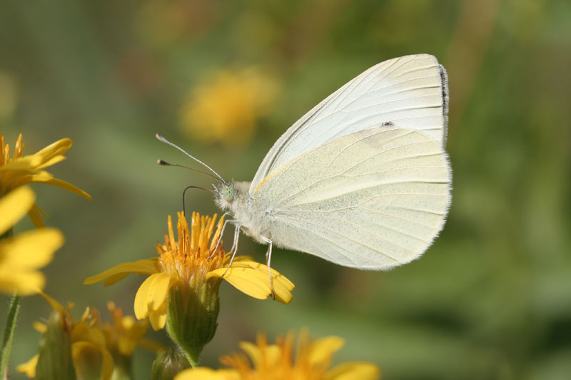 Pieris mannii